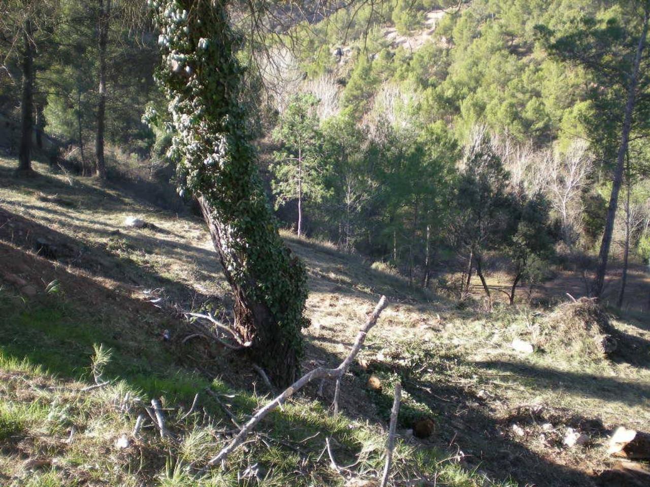 Terreno en EL SERRAT