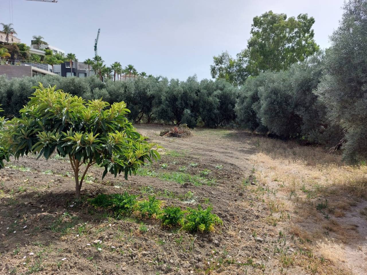 Finca rústica en venta en Benahavís en Zona: Los Flamingos