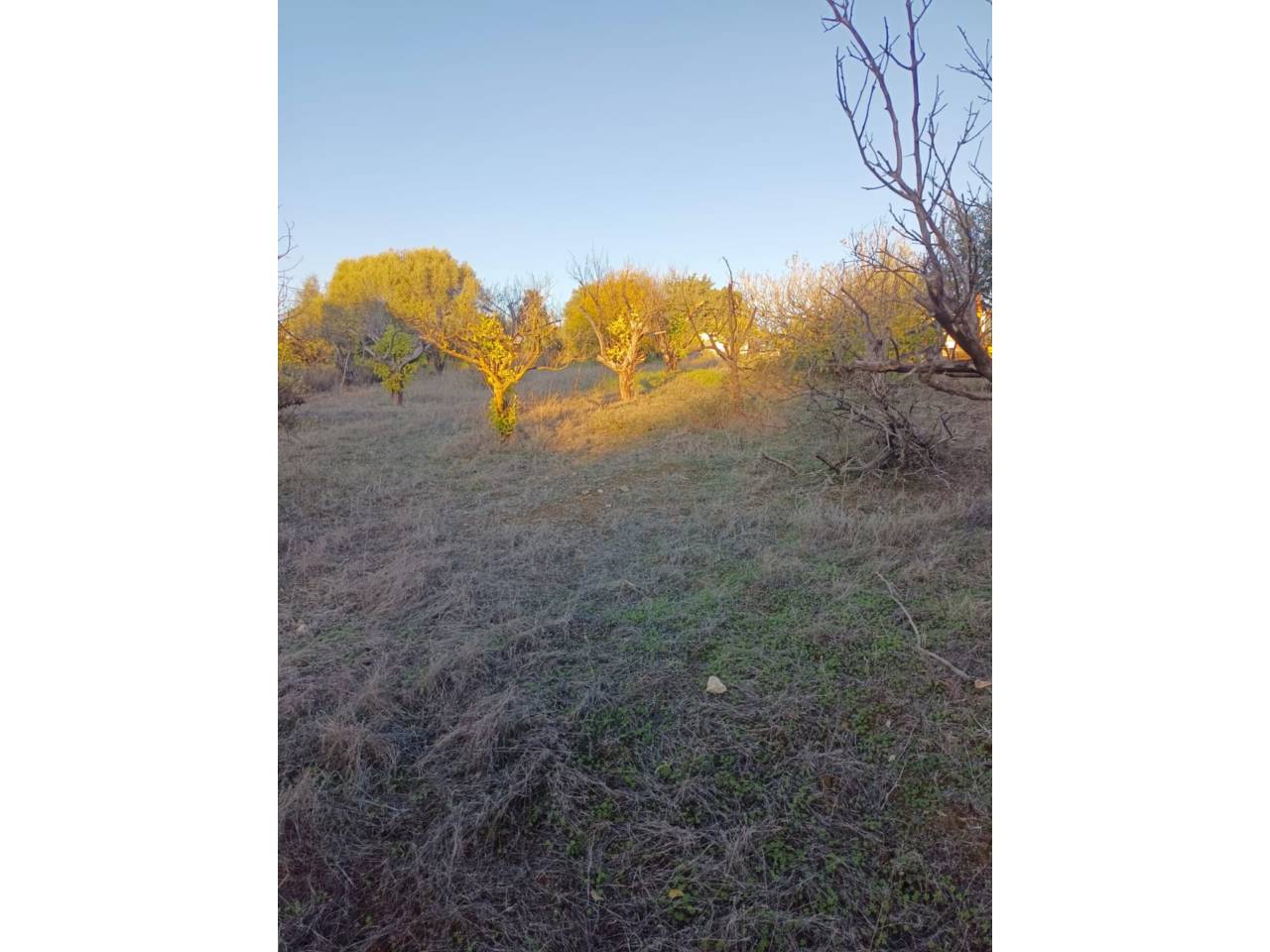 Finca rústica en venta en Estepona en Zona: Selwo