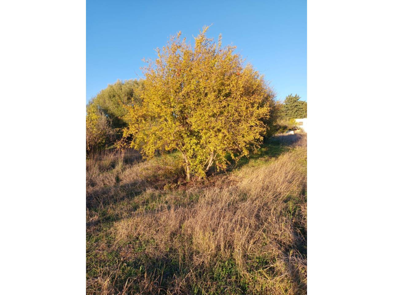 Finca rústica en venta en Estepona en Zona: Selwo