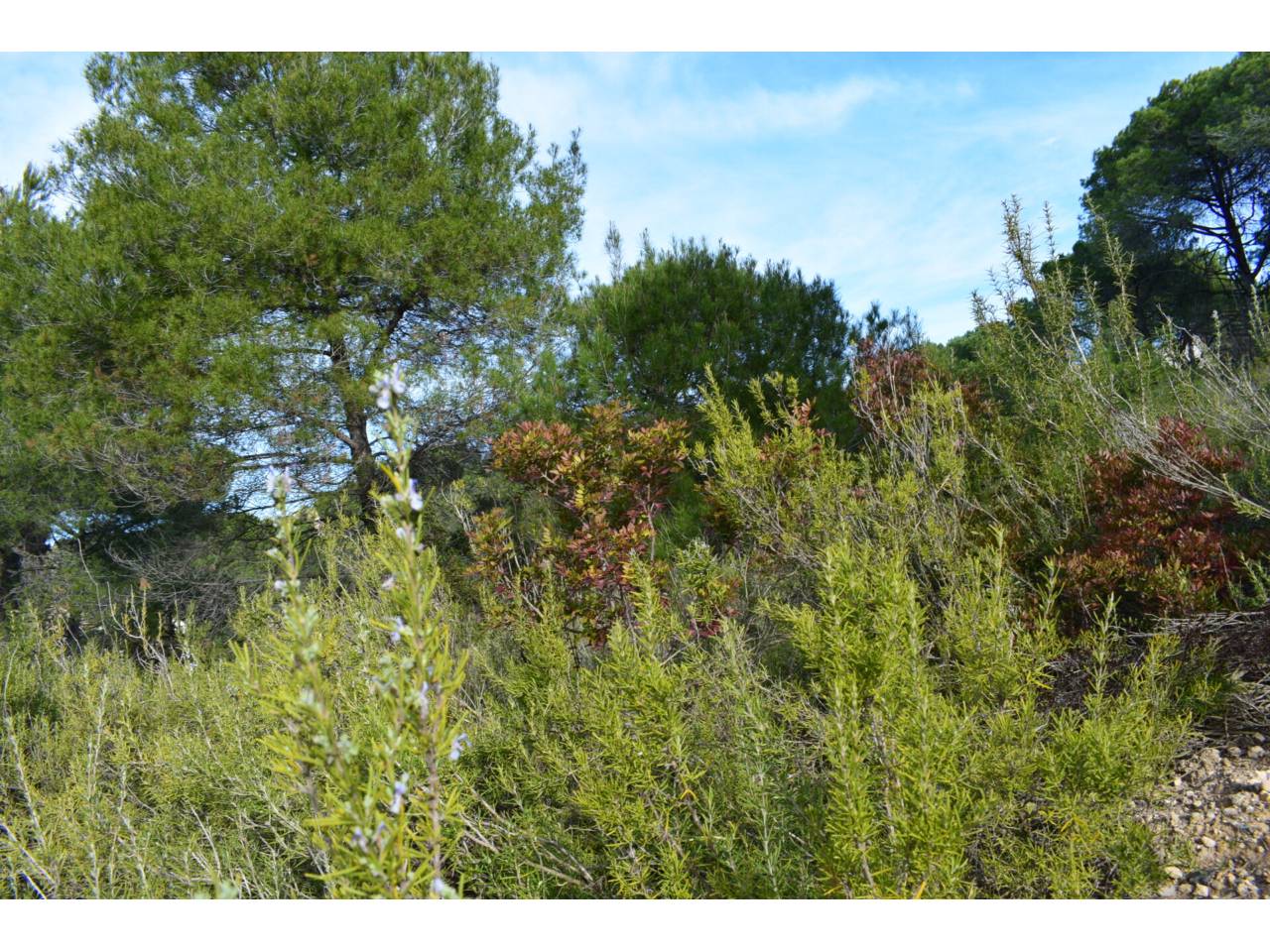 terreno en rubi · sant-muc-castellnou-can-mir 98000.00€