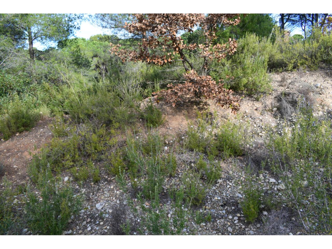 terreno en rubi · sant-muc-castellnou-can-mir 98000.00€