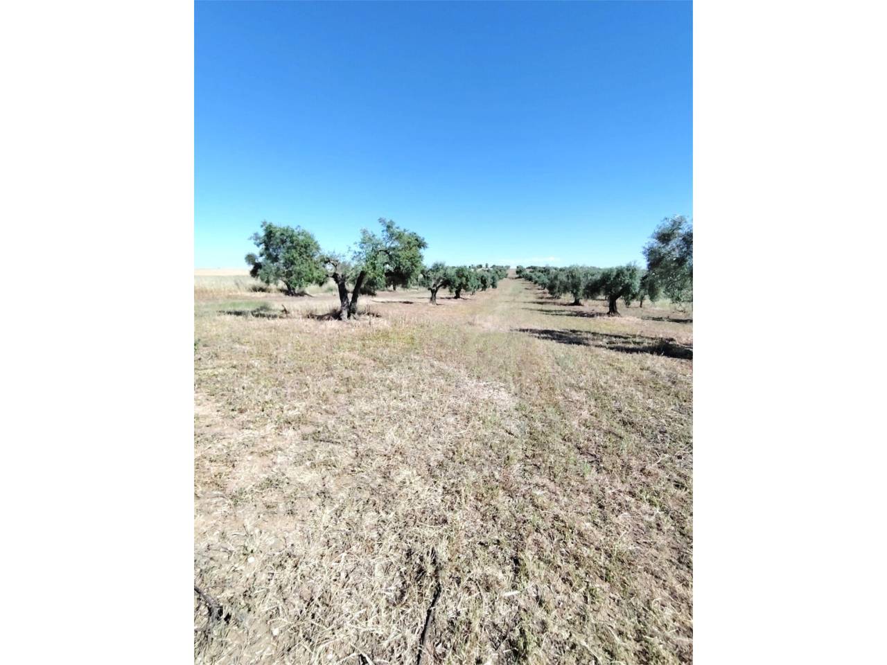 finca-rustica en merida · san-luis-san-juan-santa-isabel 33500.00€