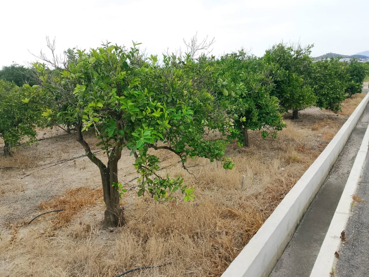 terrenos en piles · piles 20500.00€