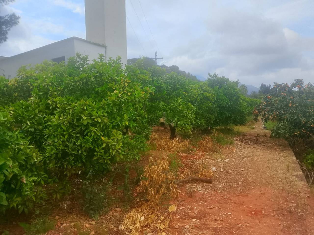 terrenos en palma-de-gandia · palma-de-gandia 27000.00€