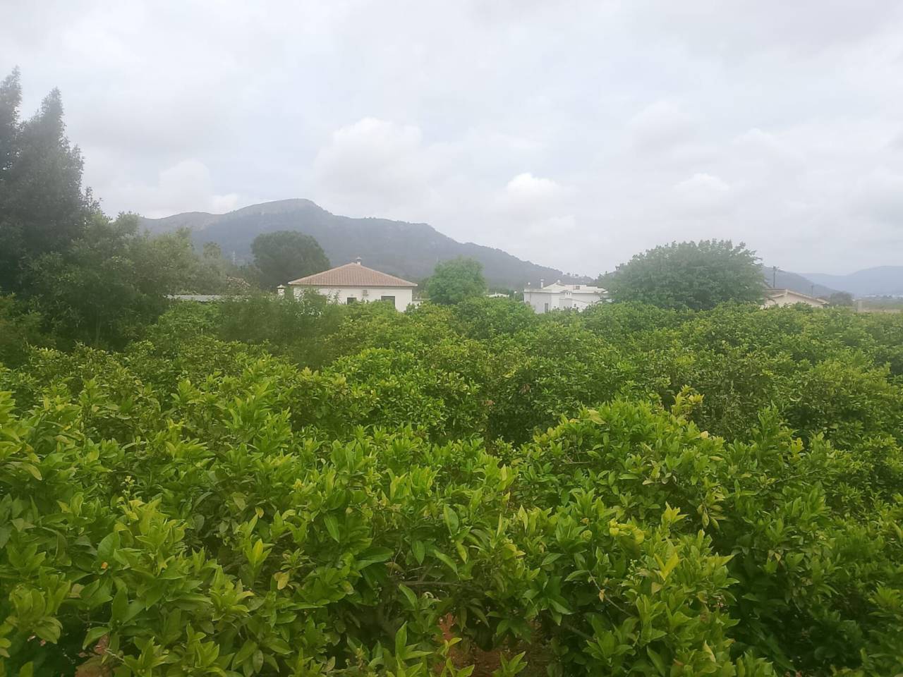 terrenos en palma-de-gandia · palma-de-gandia 27000.00€