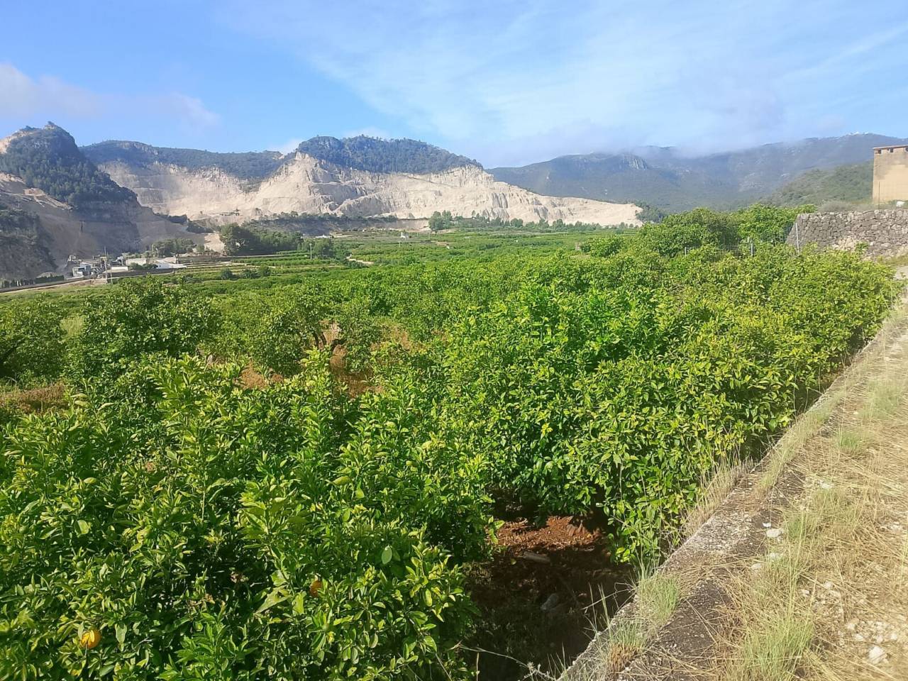 Terreno Oliva (15)