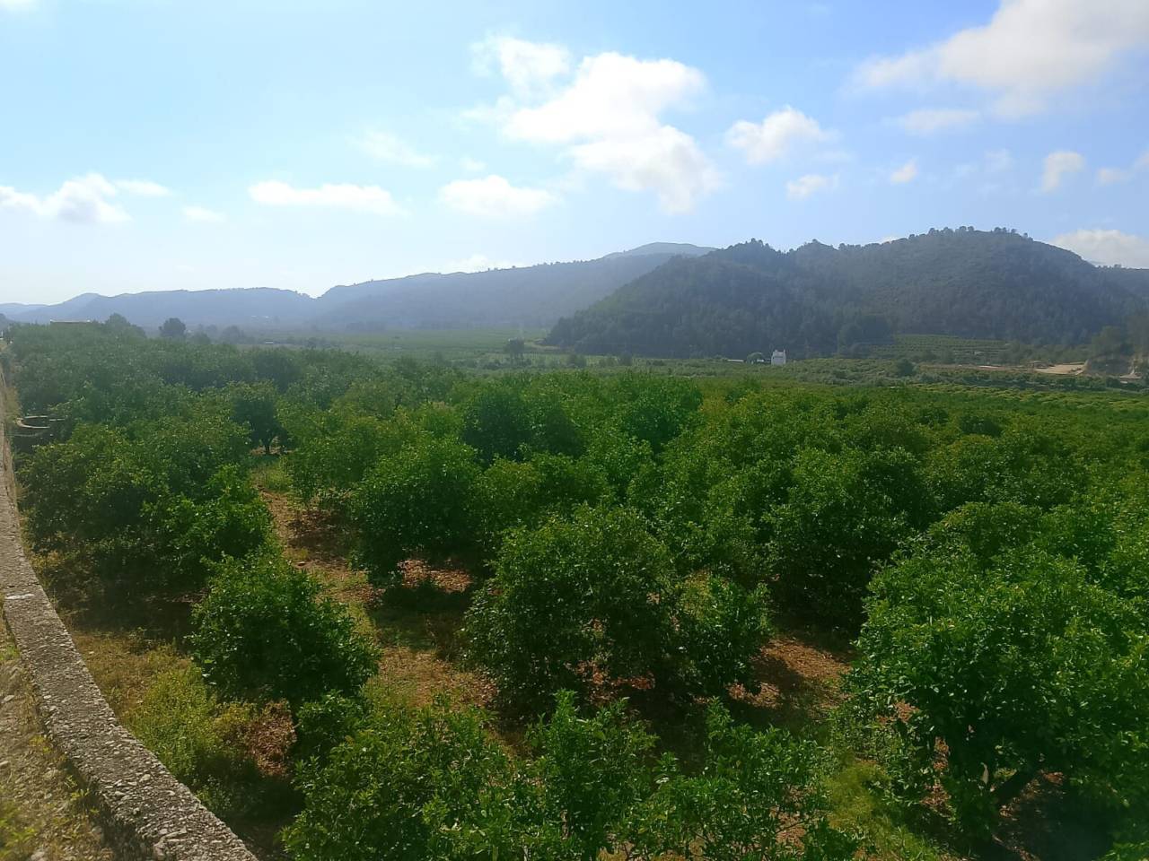 Terreno Oliva (29)