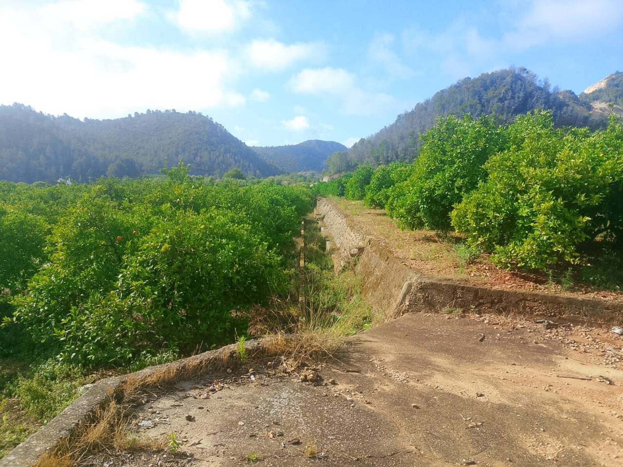 Terreno Oliva (23)