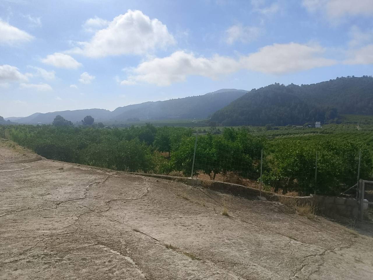 Terreno Oliva (26)