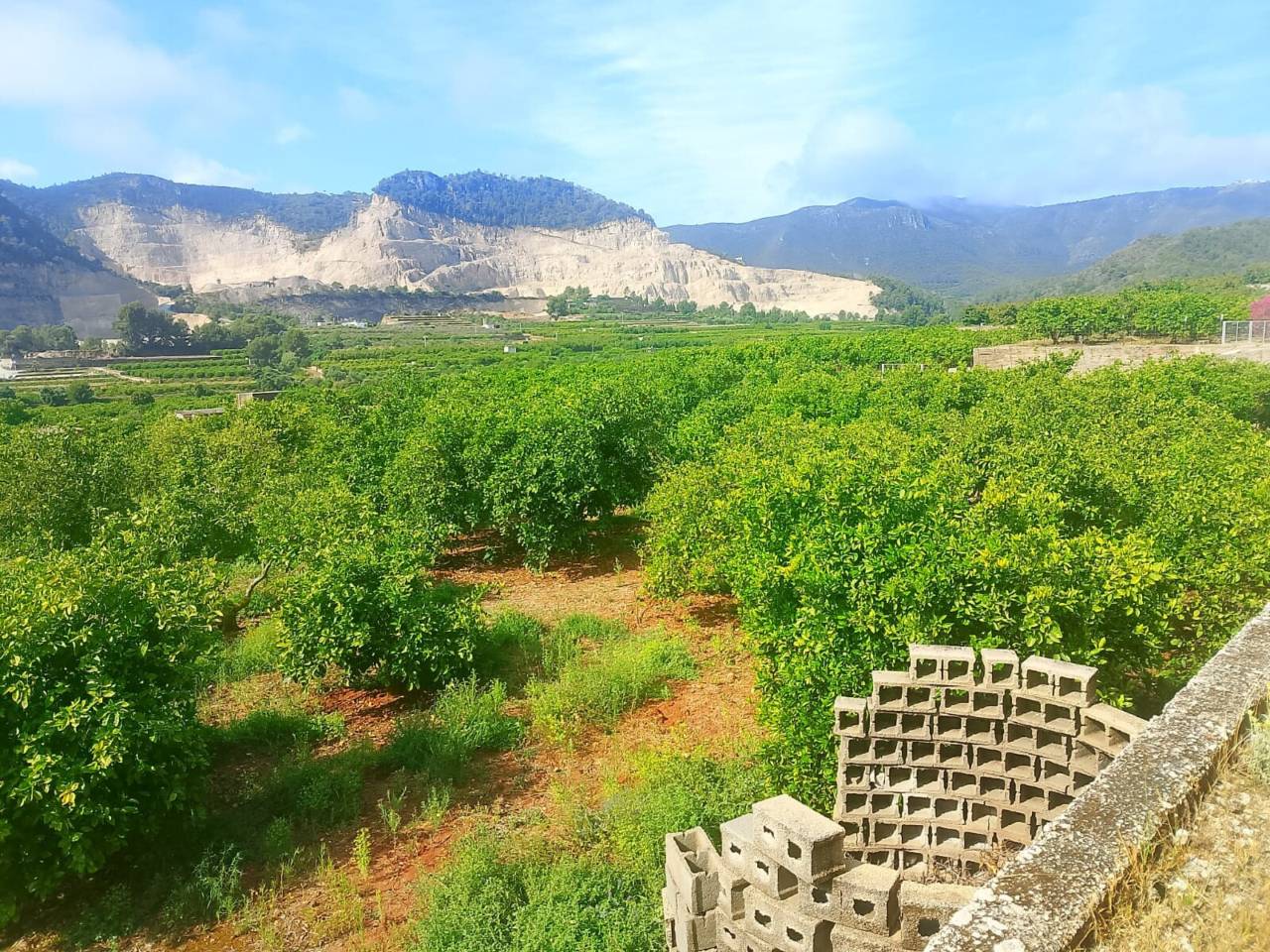 Terreno Oliva (14)