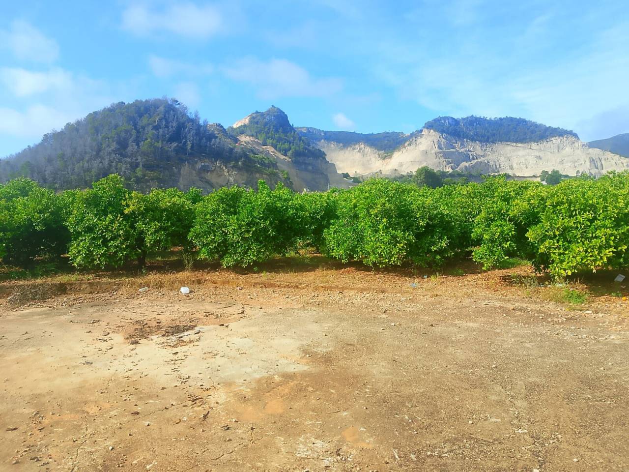Terreno Oliva (30)