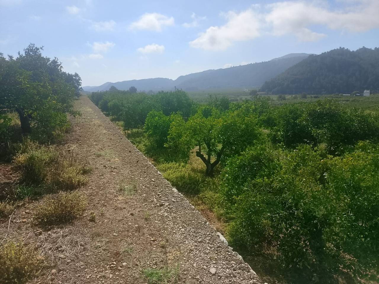 Terreno Oliva (28)