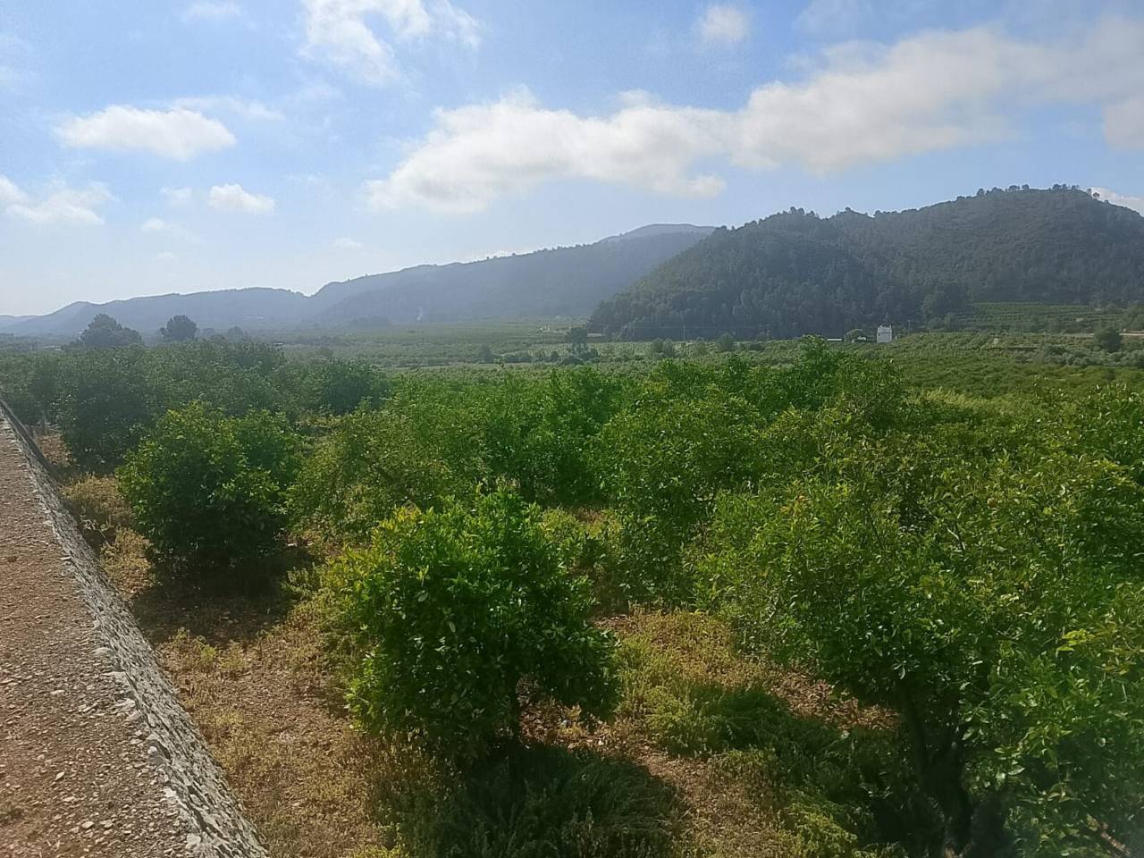 Terreno Oliva (19)