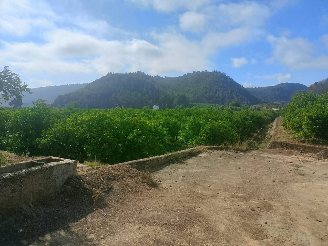Terreno Oliva (24)