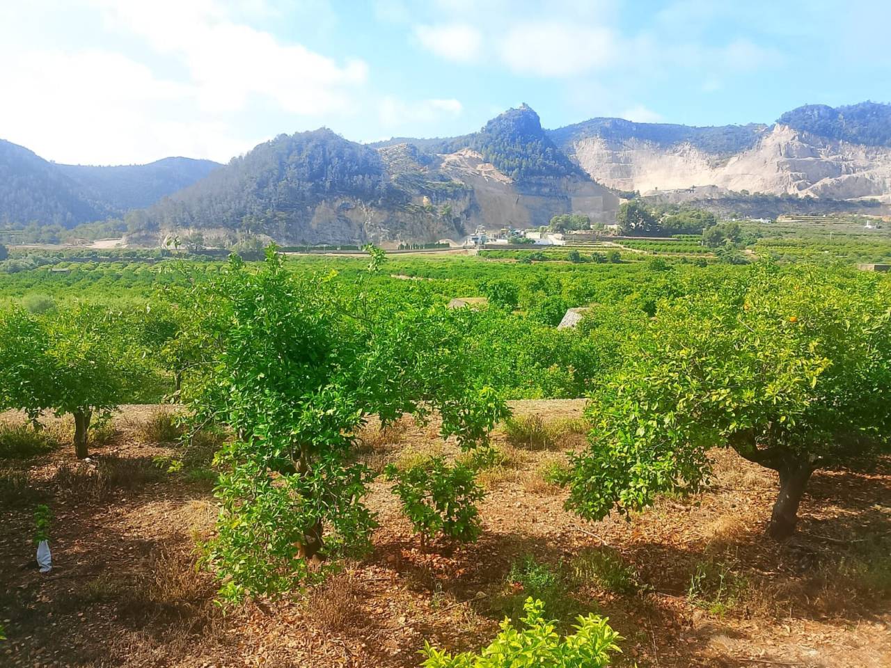 Terreno Oliva (16)