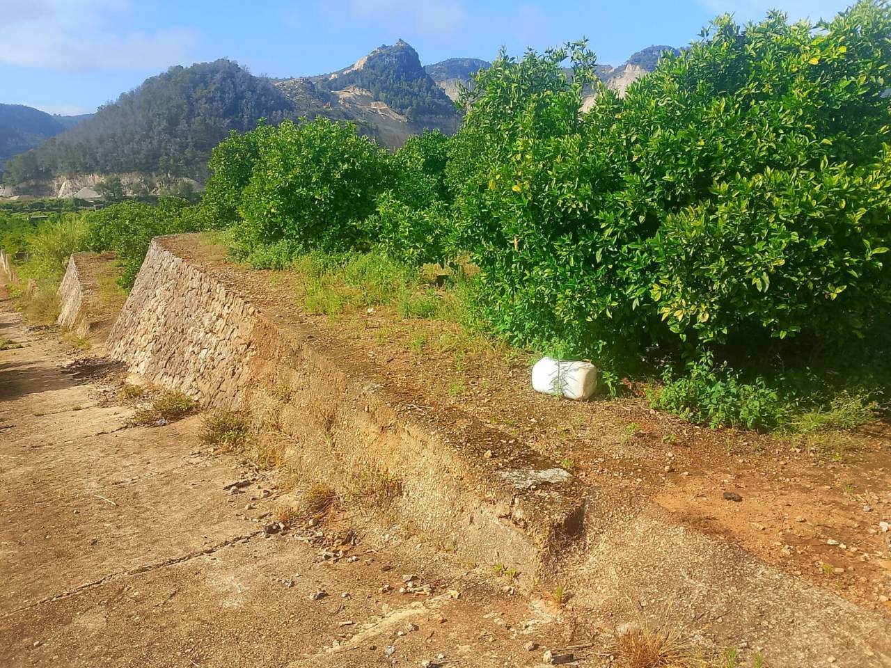 Terreno Oliva (17)