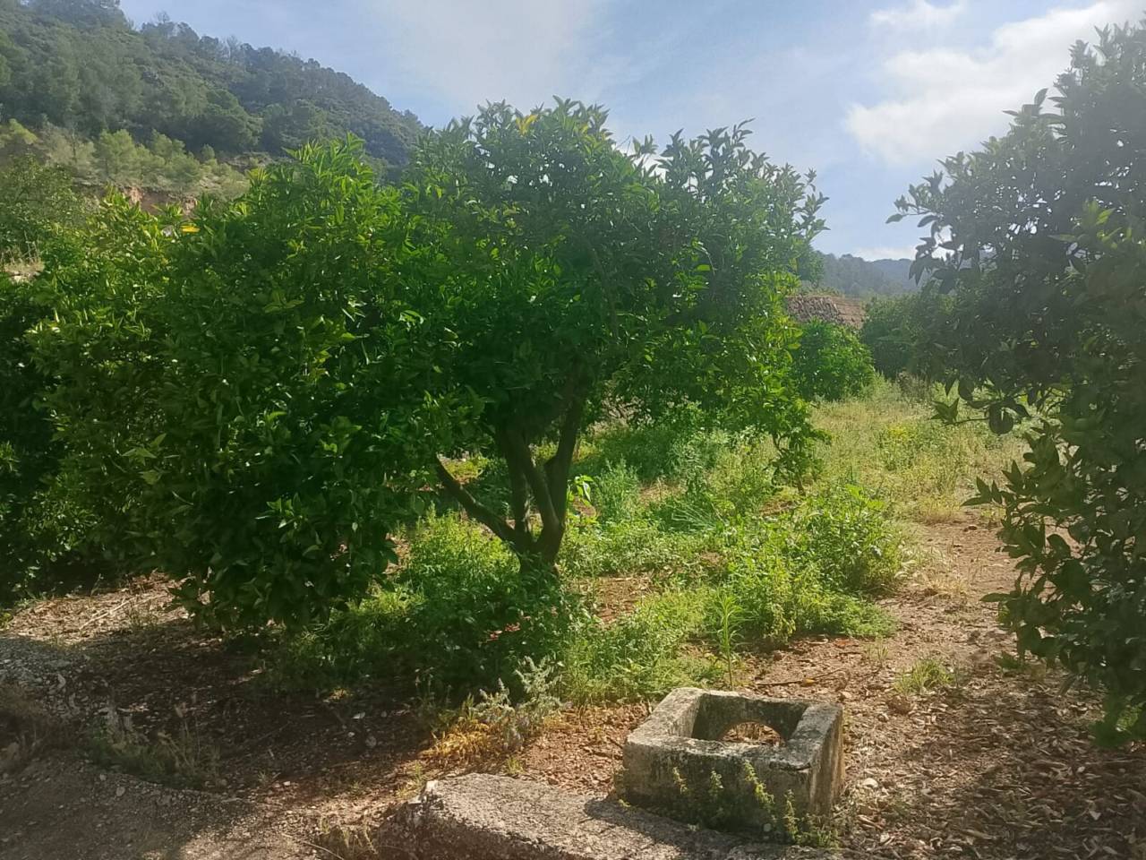 Terreno Oliva (21)