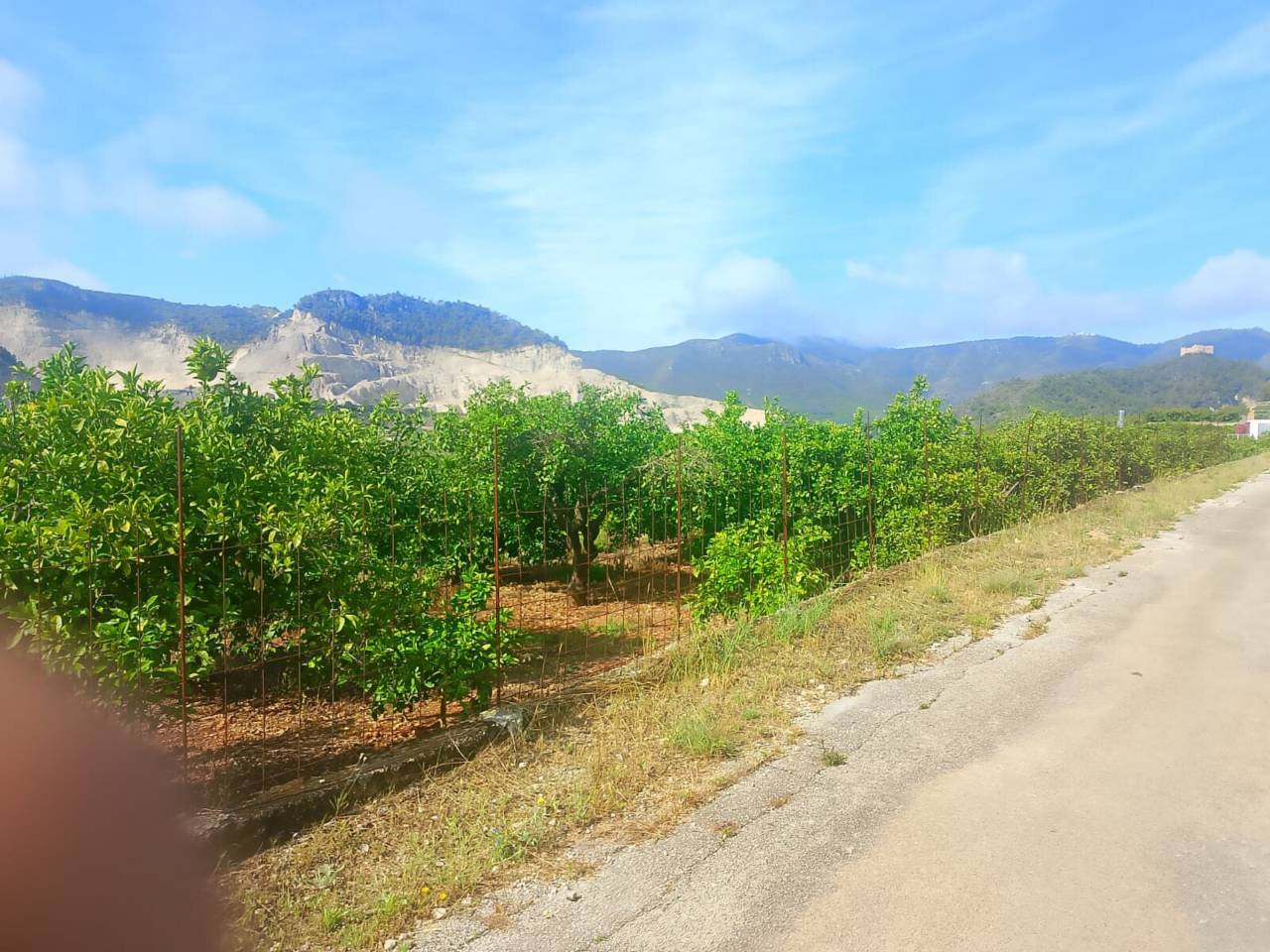 Terreno Oliva (18)