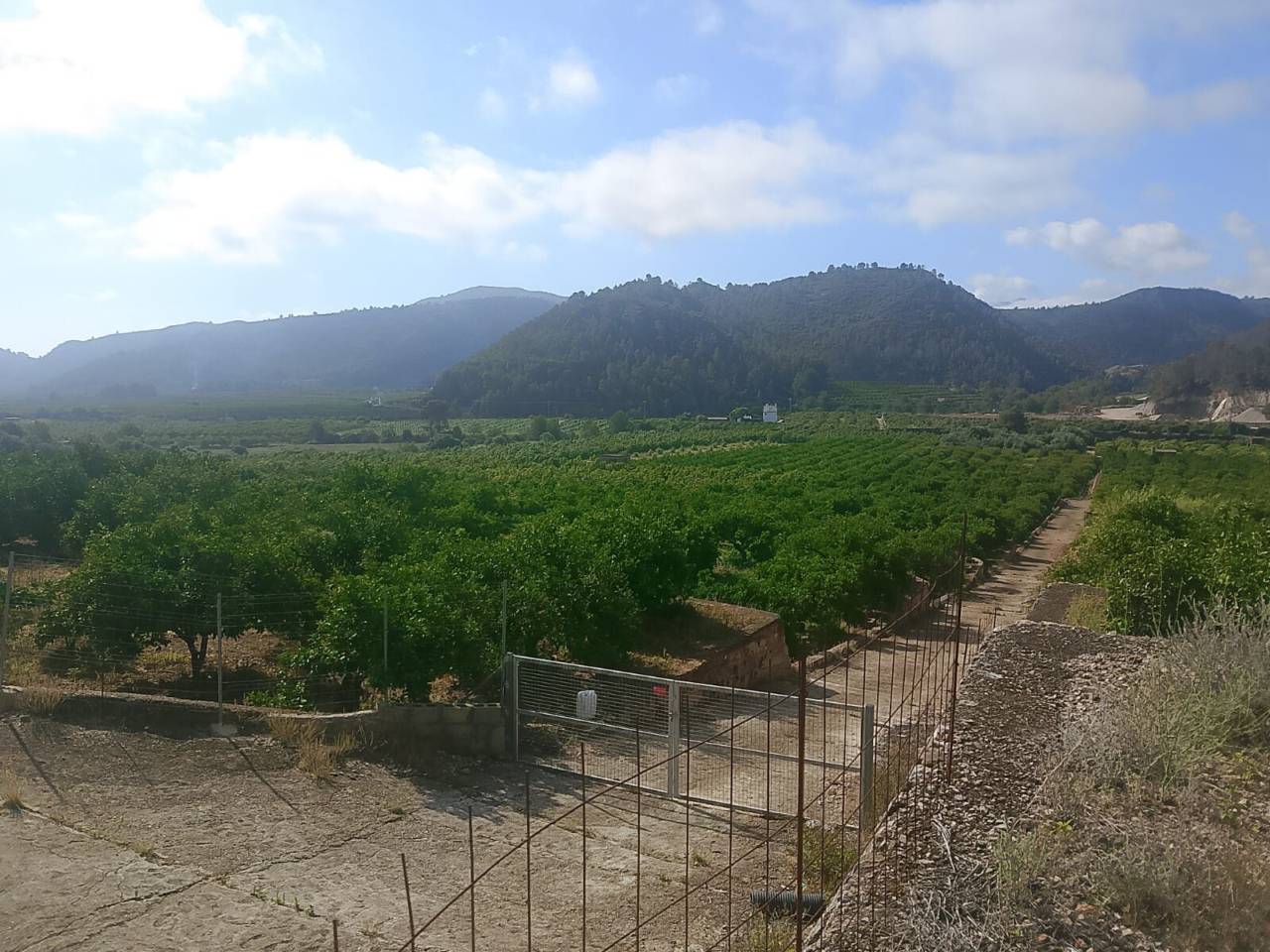 Terreno Oliva (27)
