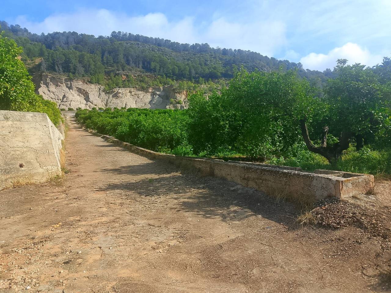 Terreno Oliva (20)