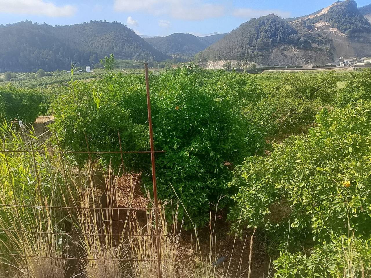 Terreno Oliva (13)