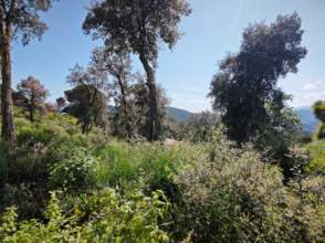 Venta de solar en Riudarenes de nueva construcción - 9236
